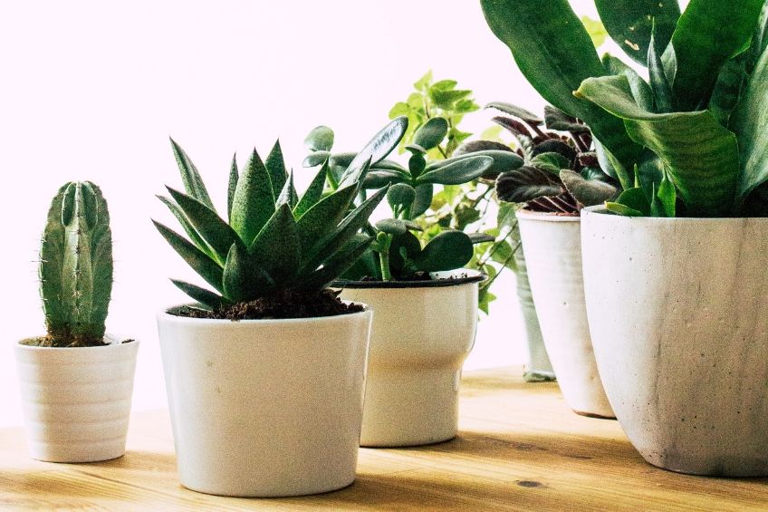 Easy care indoor plants