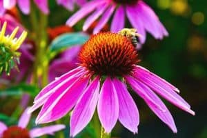 Read more about the article How to Grow Echinacea
