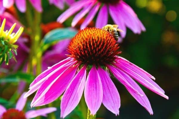 Echinacea flower