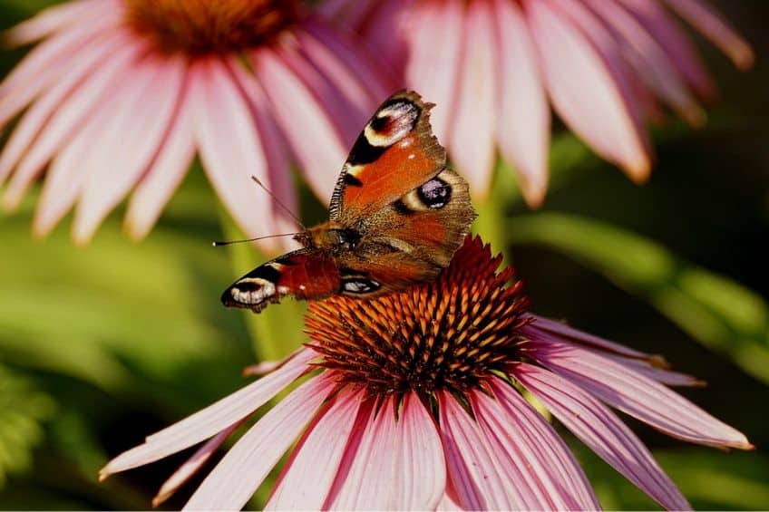 Growing Echinacea in pots