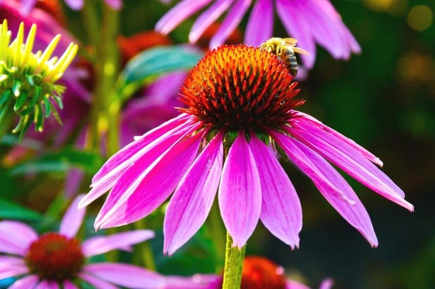 Grow Echinacea