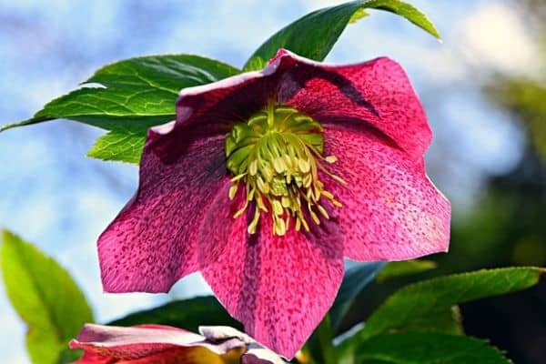 Pink perennial helleborus