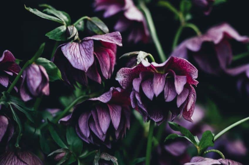 Helleborus