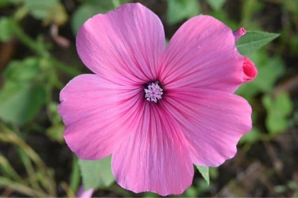 Pink hibiscus flower