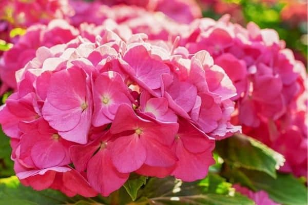 pink hydrangea flowers