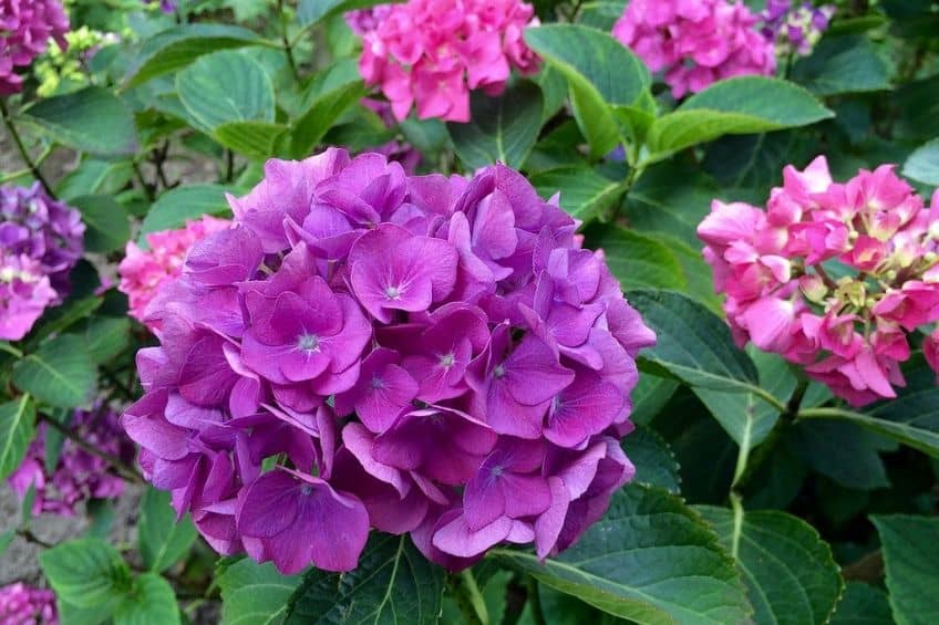 purple flowering bushes