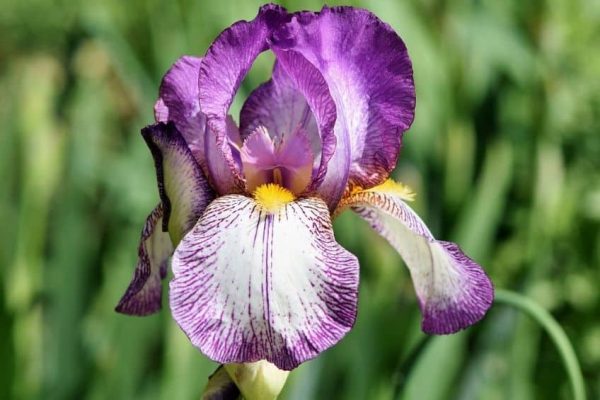 Purple iris