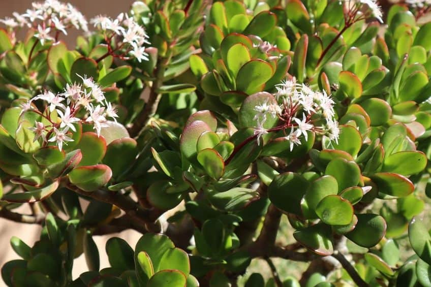 Jade Plant