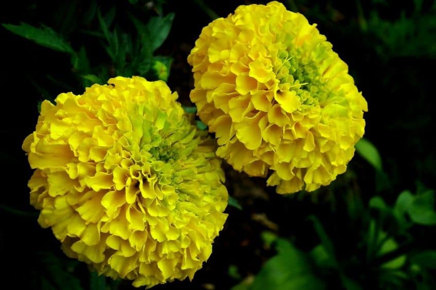 Marigold flowers