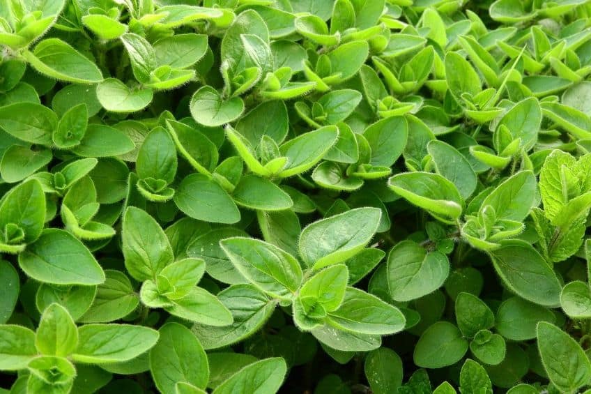 Marjoram herb