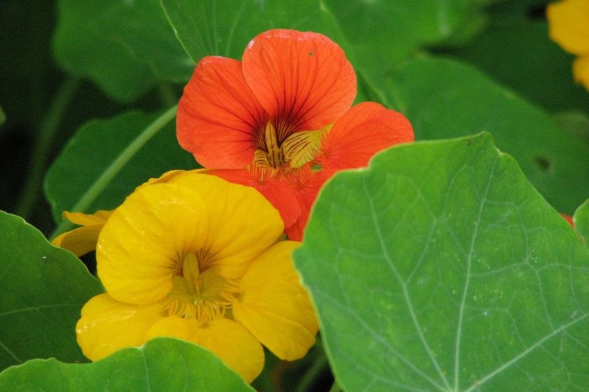 Grow nasturtium