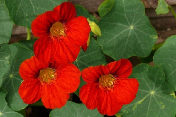 Nasturtiums growing in garden