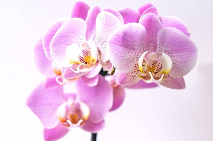 Orchid