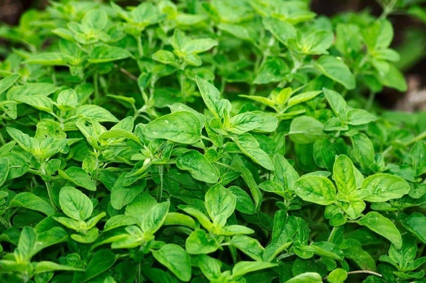 Oregano herb