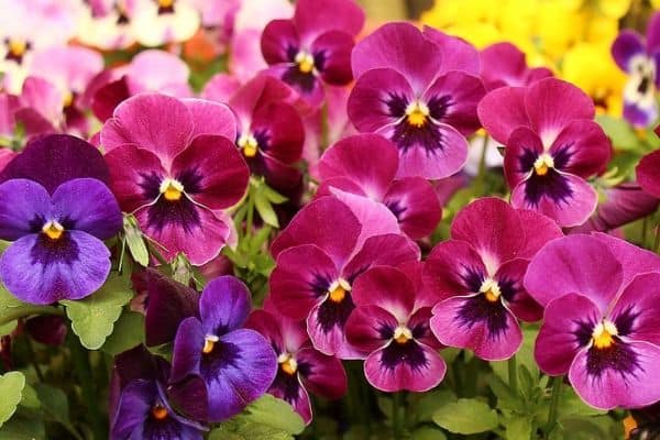 Pansy flowers