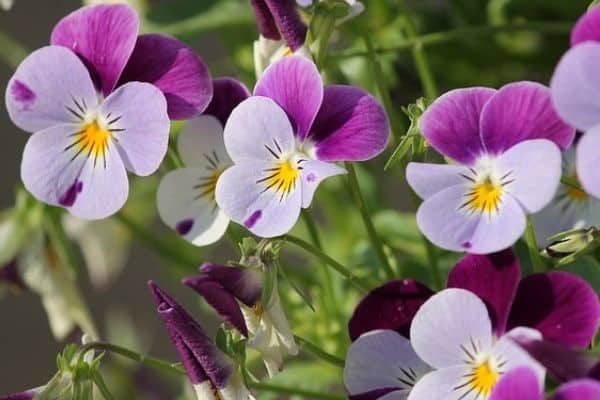 Pansy winter flowering annuals