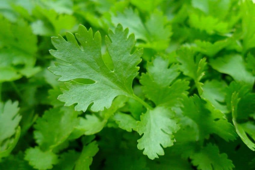 Parsley growing indoors