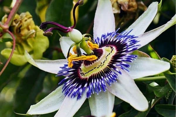 Passion flower