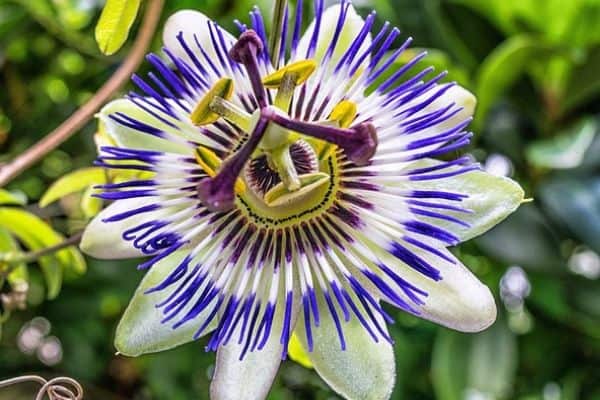 How to grow passionflowers