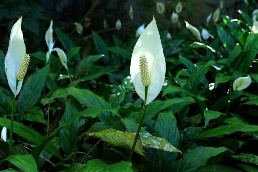 Peace lily