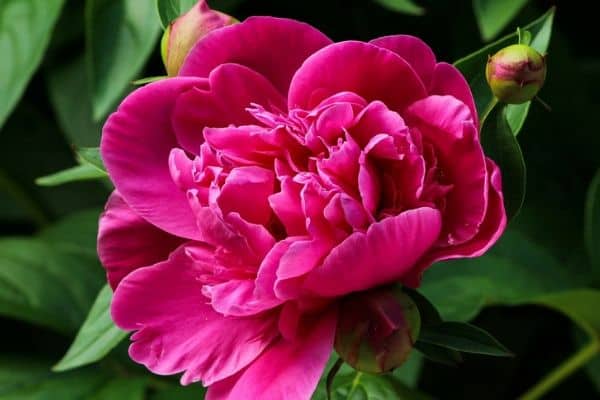 Peony flower