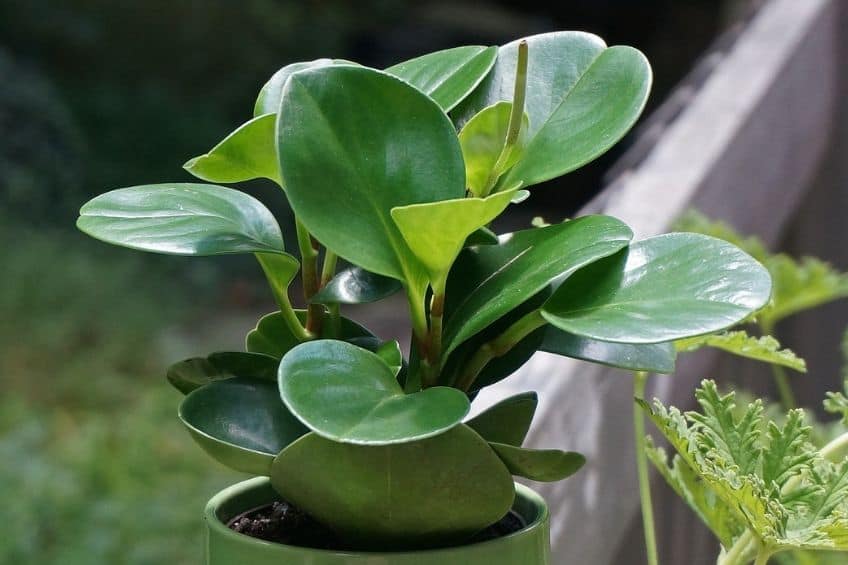 Peperomia plant