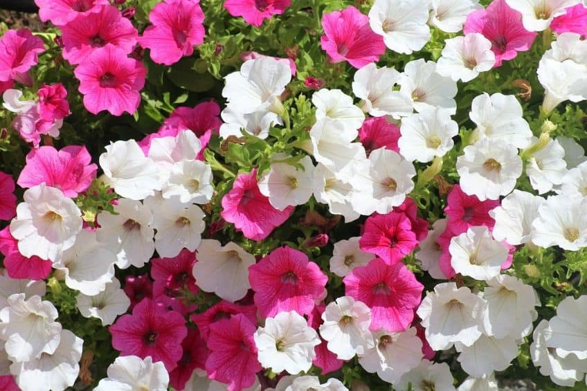 Petunia flowers