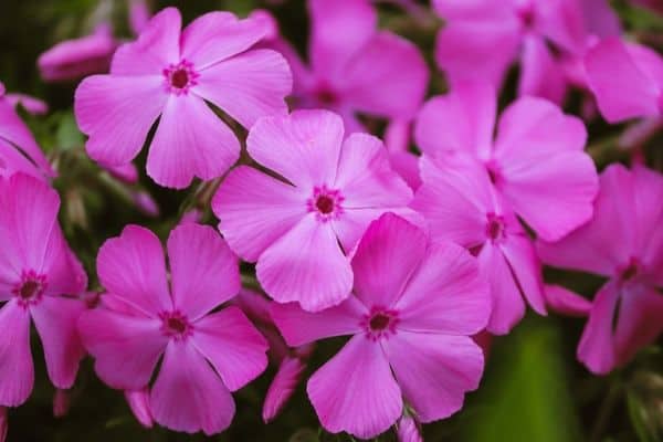 Phlox