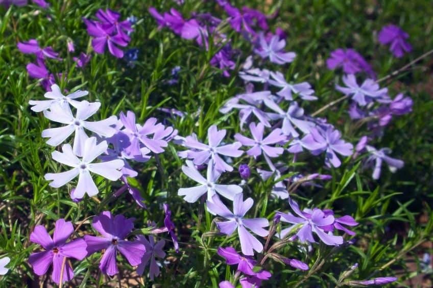 Phlox