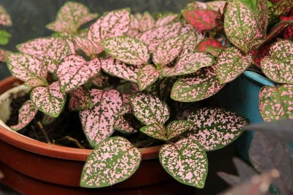 Polka dot houseplant