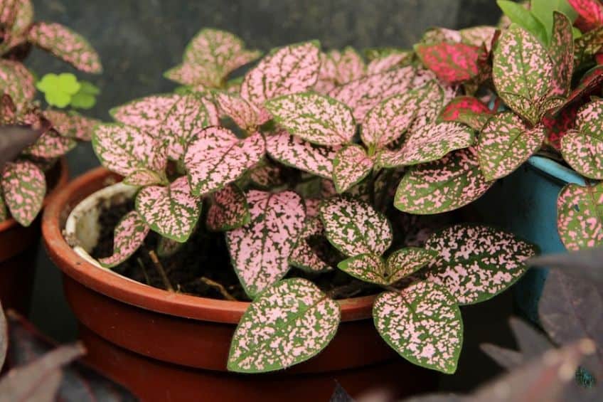 Polka dot plant