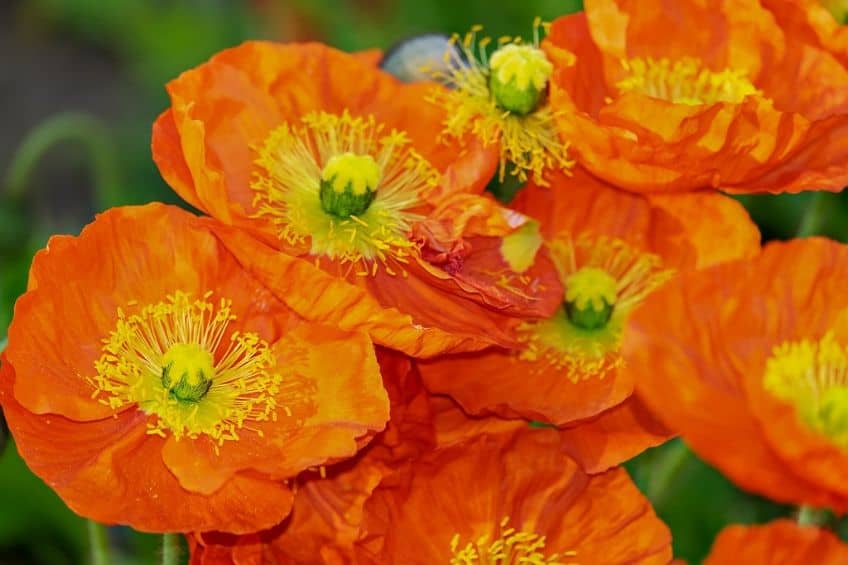 Annual poppies