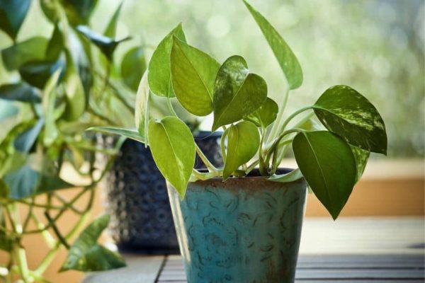 Pothos plant