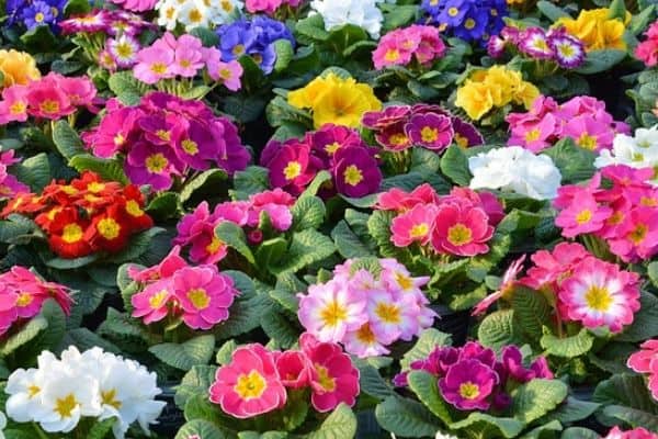 Primrose winter flowers