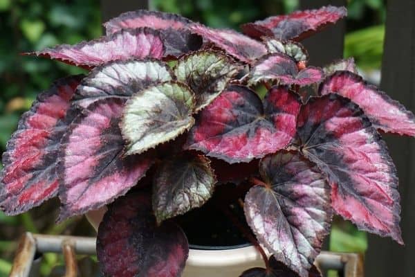 Rex begonia plant