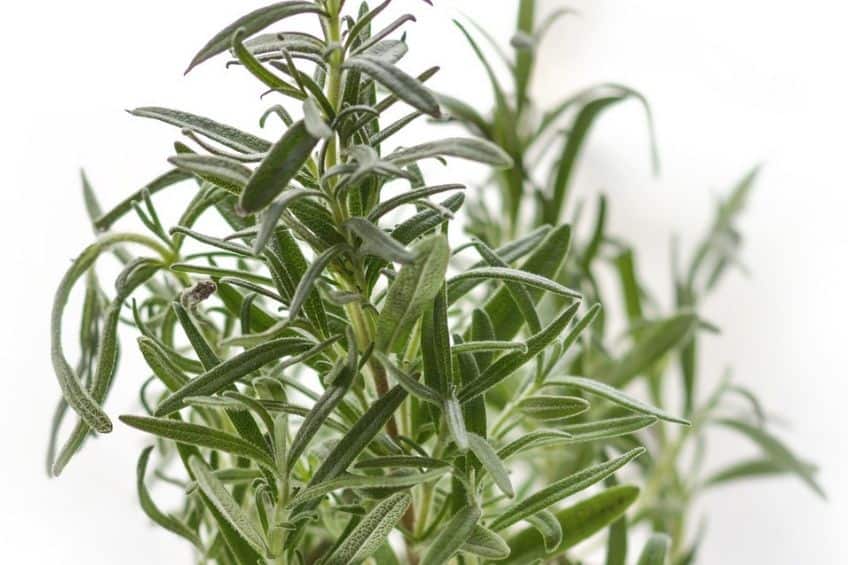 Rosemary herb