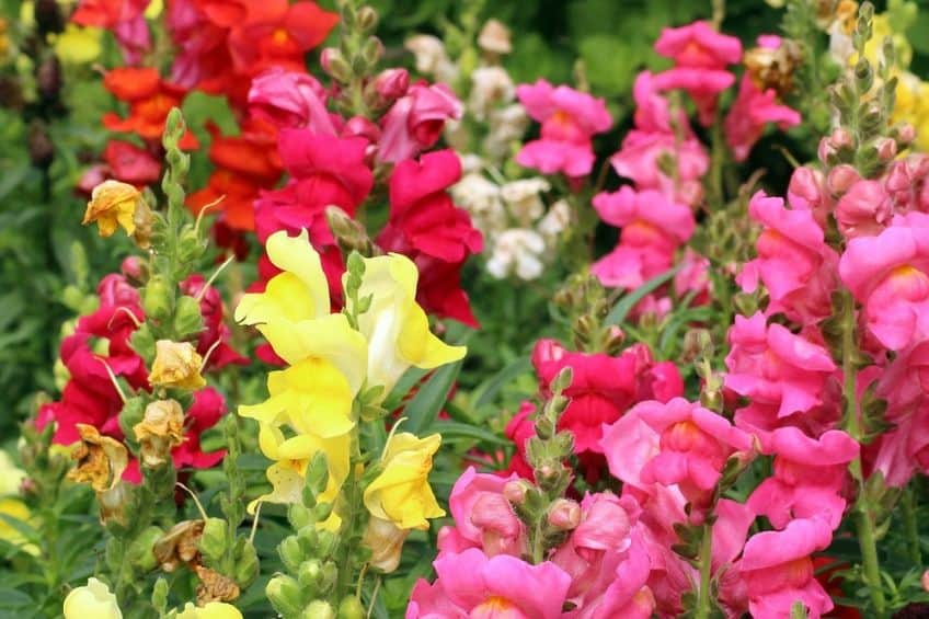 Snapdragon flowers