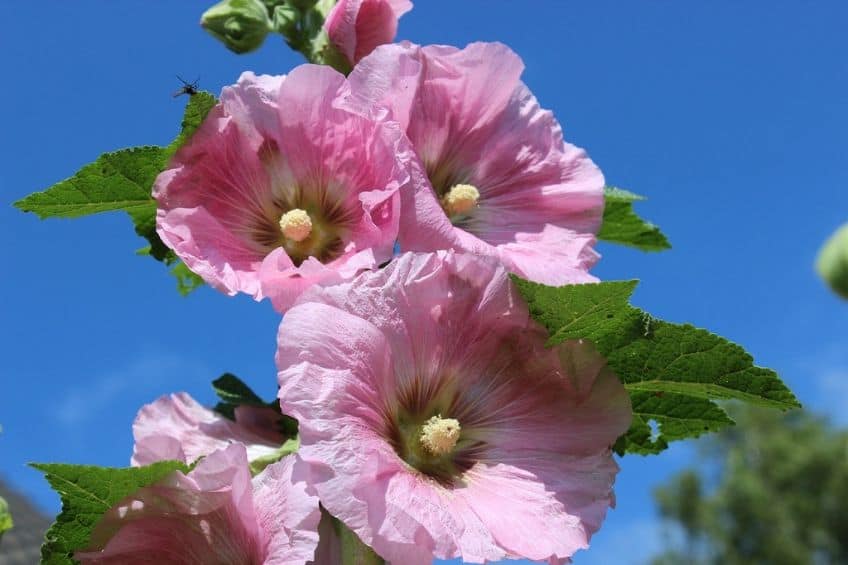 Stock flowers