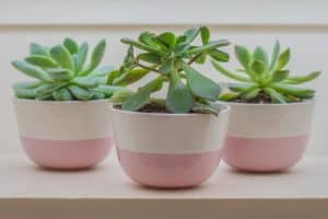 Read more about the article 10 Small Indoor Plants for Compact Spaces