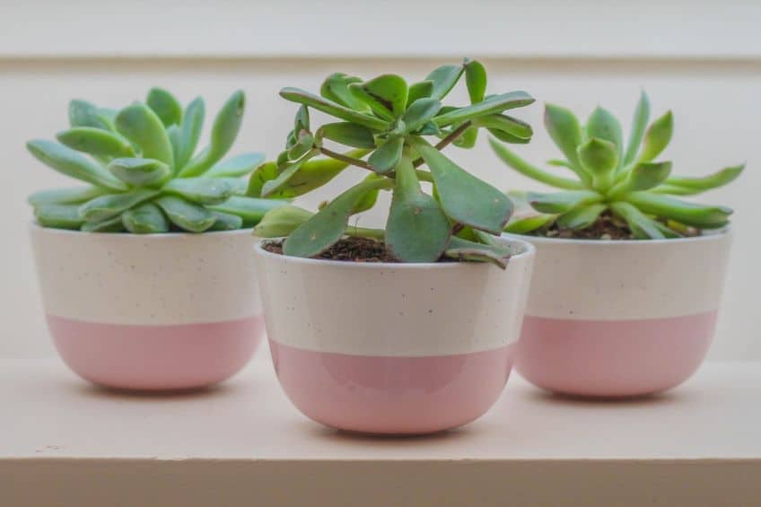 Small indoor plants in pots