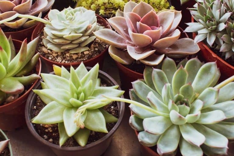 Read more about the article 10 Popular Indoor Succulents