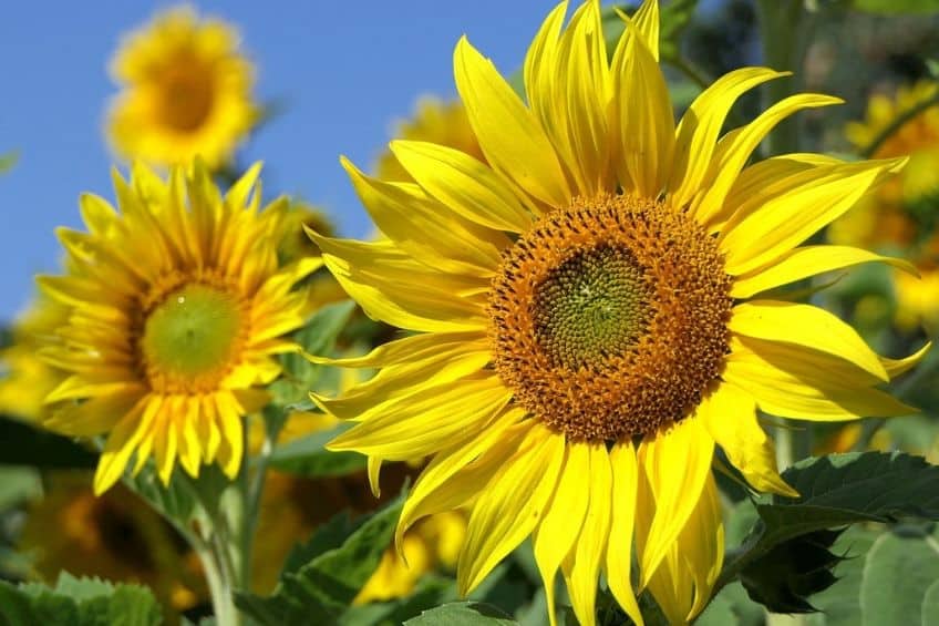 Sunflowers