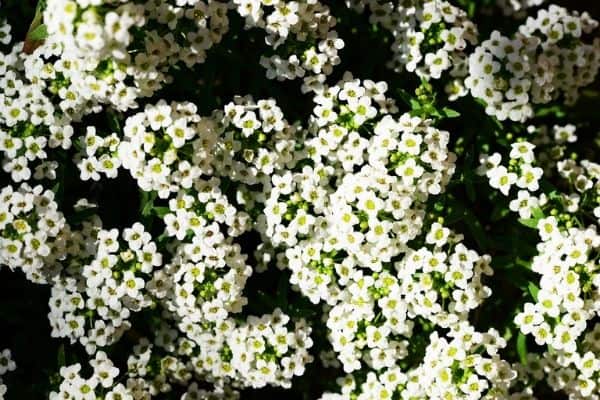 Sweet alyssum flowers