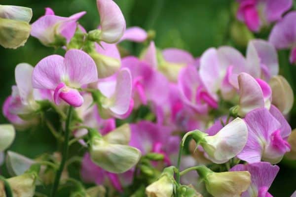 Sweet pea flowering