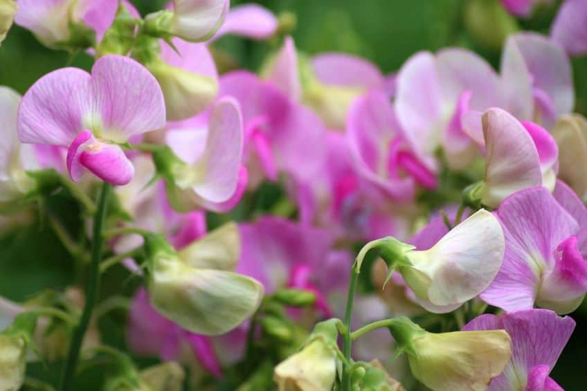 Sweet pea annuals