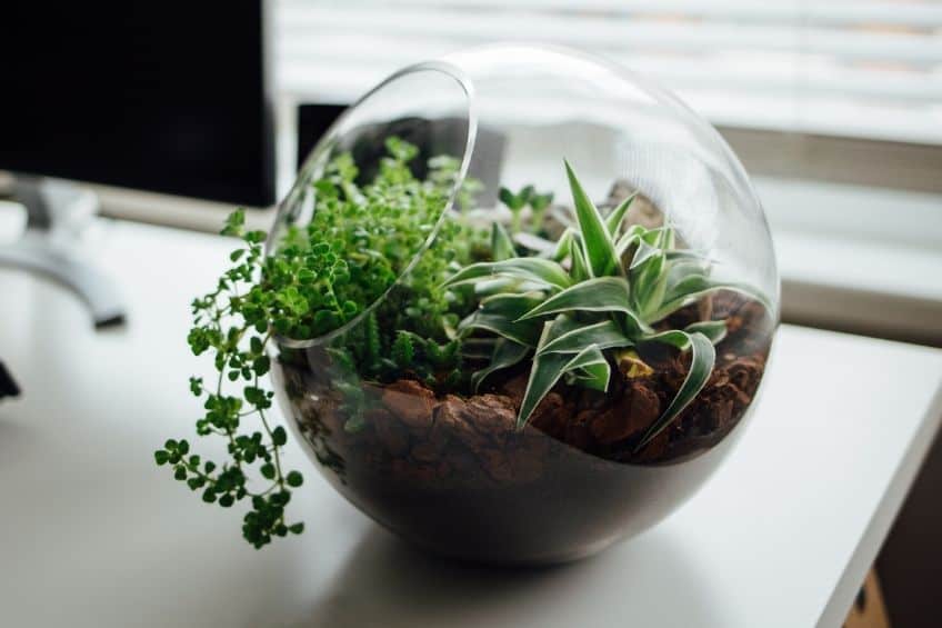 Plants in terrarium