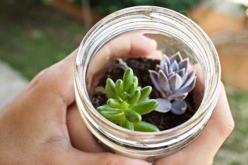 Glass jar plant pot