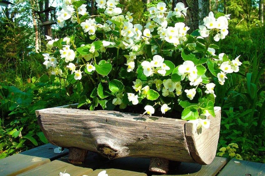 Log planter