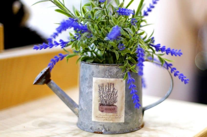 Watering can plant pot