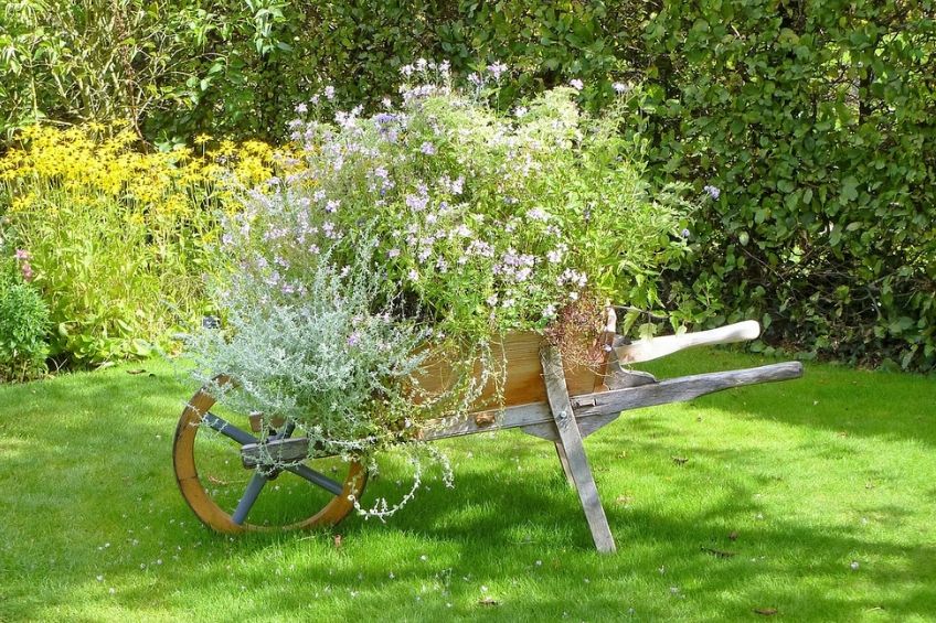 Wheelbarrow planter